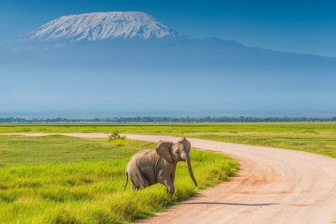 Private Day Tour Amboseli National Park, View Mt. Kilimanjaro 4<em>4 – Key points to know before booking’ /></p>
<ul>
<li><strong>Kilimanjaro depends on the weather:</strong> The mountain can be wonderfully clear or partly hidden by cloud, so treat the view as a bonus rather than a guarantee.</li>
<li><strong>A very early start matters:</strong> Pickup is at 5:00 am from a Nairobi hotel, residence in the CBD, or the airport.</li>
<li><strong>Wildlife is the main reward:</strong> Amboseli is especially strong for elephants, with chances to see lions, cheetahs, buffaloes, giraffes, zebras, hippos, wildebeest, hyenas, ostriches, and many birds.</li>
<li><strong>The safari vehicle has a pop-up roof:</strong> That gives you a better sight line and a more open feel than a regular car.</li>
<li><strong>Budget for the park fee:</strong> Amboseli admission is not included in the $198 price.</li>
<li><strong>Pack extra water and snacks:</strong> One past outing had a lunch stop that turned into a gas station stop after leaving the park.</li>
</ul>
<h2>Why Amboseli makes a strong day trip from Nairobi</h2>
<p><img width="669" height="446" decoding="async" src=