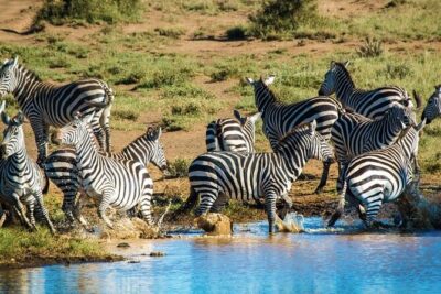 Private Day Tour Amboseli National Park, View Mt. Kilimanjaro 4*4