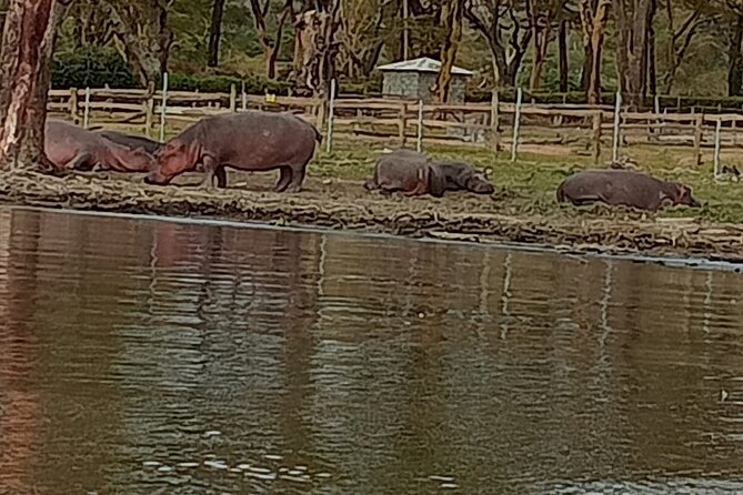 Private Day tour to Hell's Gate National Park and Lake Naivasha - The 7am departure from Nairobi