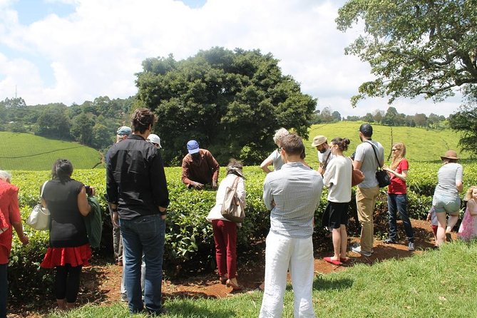 Private Day Trip to Kiambethu Tea Farm in Limuru from Nairobi - Leaving Nairobi for Limuru’s tea country