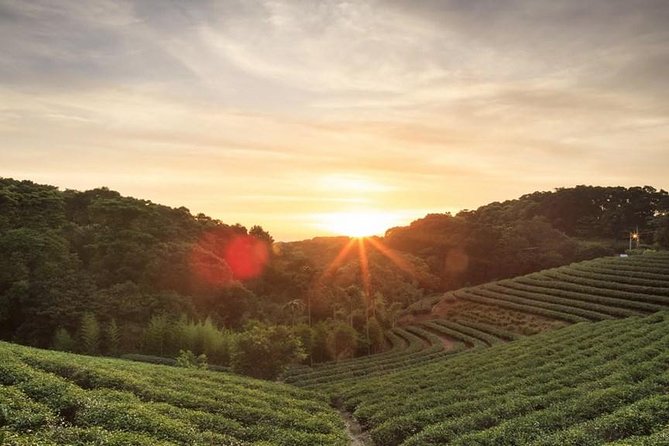 Private Day Trip to Kiambethu Tea Farm in Limuru from Nairobi - Tea fields, fresh leaves, and a family story