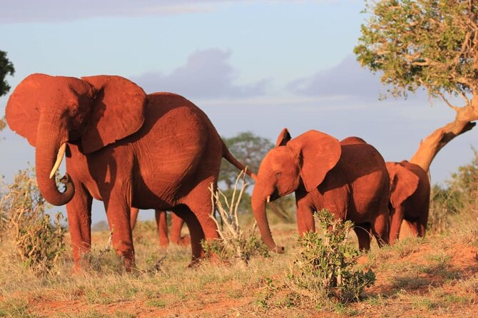 Private full day tour to Tsavo East National Park - Mudanda Rock, Yatta Plateau, and Lugards Falls