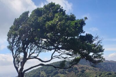 Private Half Day Hike to Ngong Hills from Nairobi