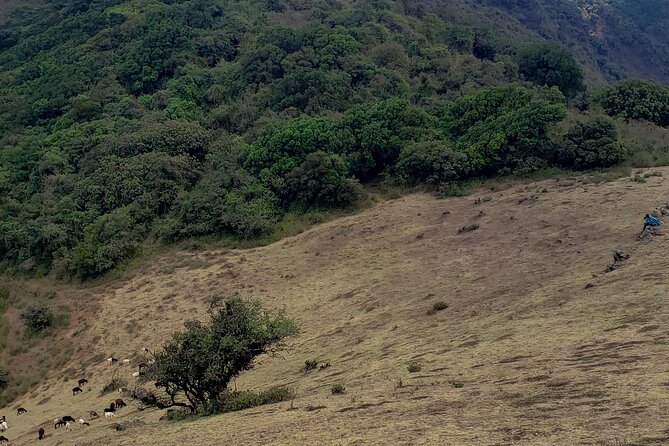 Private Half Day Hike to Ngong Hills from Nairobi - What your guide adds to the day