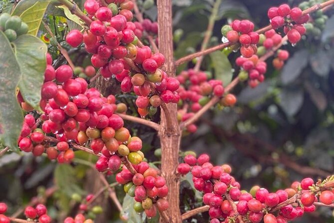 Private Half-Day Tour in Fairview Coffee Farm from Nairobi - Why Fairview works well as a short Nairobi outing
