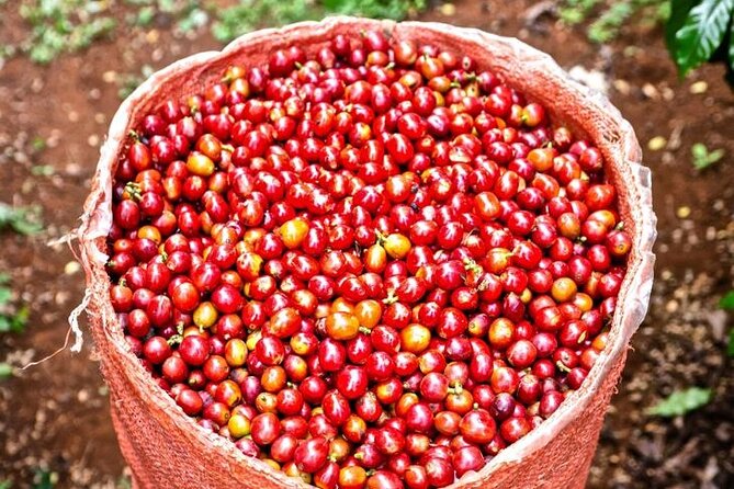 Private Half-Day Tour in Fairview Coffee Farm from Nairobi - Harvesting, drying, and processing