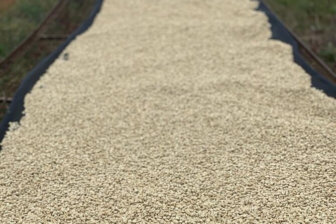 Private Half-Day Tour in Fairview Coffee Farm from Nairobi - What the $90 price really covers