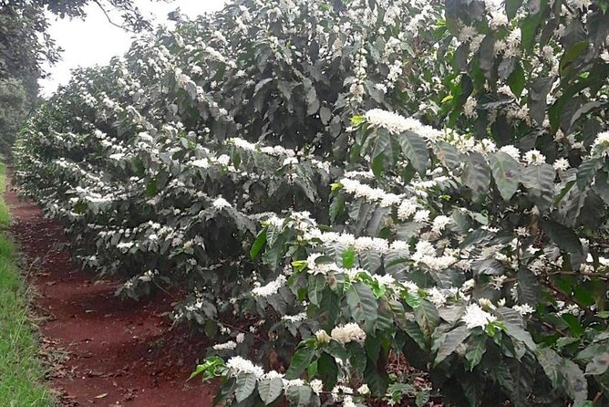 Private Half-Day Tour in Fairview Coffee Farm from Nairobi - Who will get the most from this tour