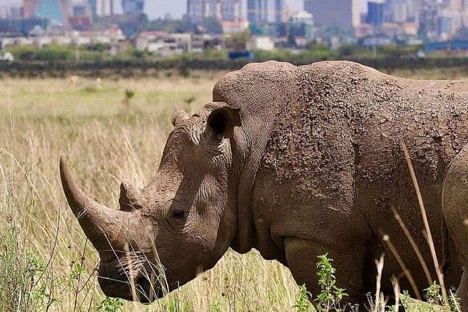 Private Half Day Tour in Nairobi National Park Safari - From Nairobi pickup to the expressway