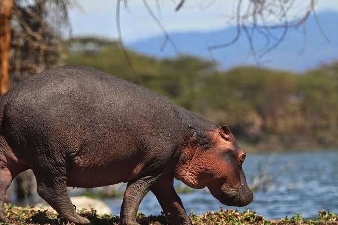 Private Layover Tour to Hells Gate National park with Optional Boat Ride - The Great Rift Valley View Point in 30 minutes