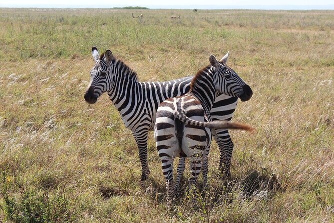 Private Mini Safari Tour in Nairobi - What the three-hour game drive includes