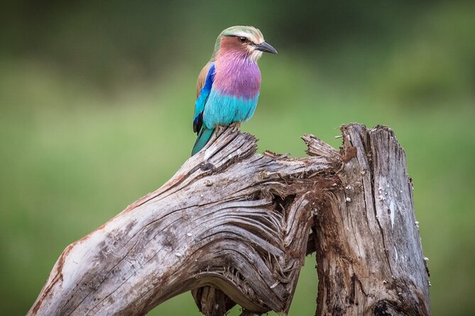 Private Mini Safari Tour in Nairobi - Is $180 per person fair value?