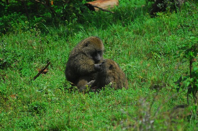 Private Mini Safari Tour in Nairobi - Who should book this mini safari?