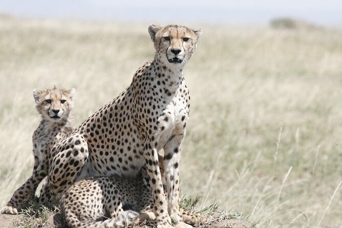 Private Mini Safari Tour in Nairobi - The animals you may see, and the one you will not