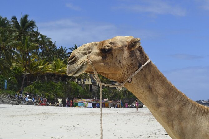 PRIVATE: MOMBASA FULL DAY TOUR and EXCURSUION - Booking and cancellation details