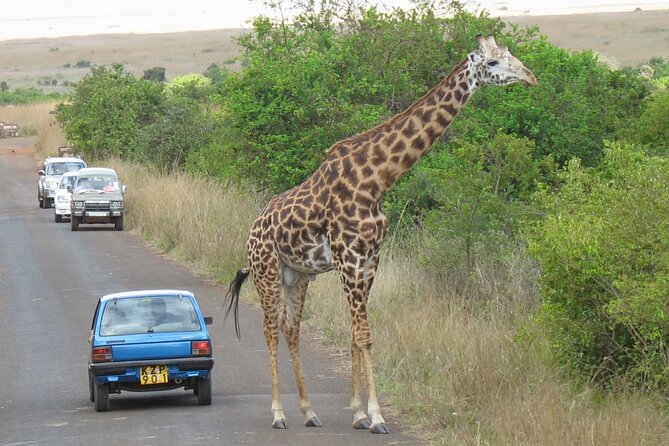 Private Morning Safari to Nairobi National Park & Giraffe Center - Practical questions to settle before departure