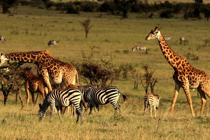 Private Morning Safari to Nairobi National Park & Giraffe Center - What makes the giraffe stop different