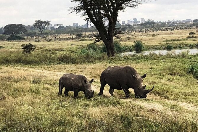 Private Nairobi National Park Day Tour - Searching for the Big Five, minus the elephant