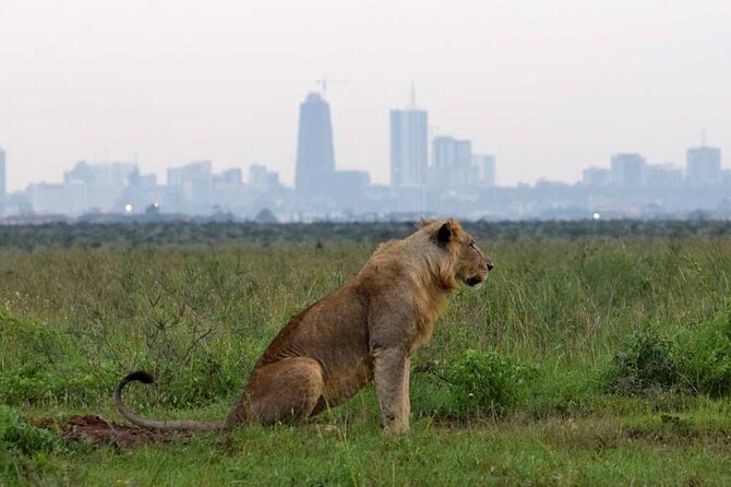 Private Nairobi National Park Day Tour - Why the skyline backdrop matters