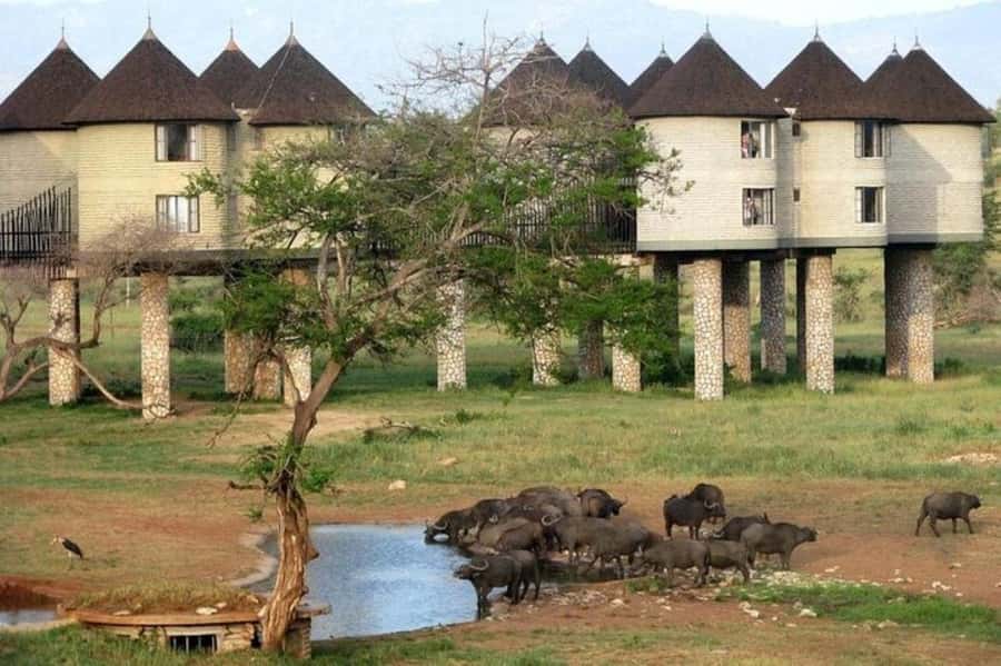 PRIVATE OVERNIGHT SALTLICK SAFARI FROM MOMBASA OR DIANI - Salt Lick Lodge after dark