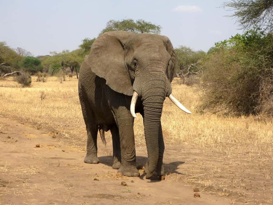 PRIVATE OVERNIGHT SALTLICK SAFARI FROM MOMBASA OR DIANI - Guides, languages, and the private format