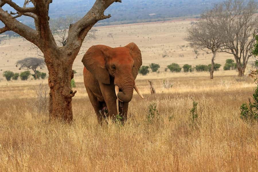 PRIVATE OVERNIGHT TSAVO EAST SAFARI FROM MOMBASA OR DIANI - The early morning start on day two