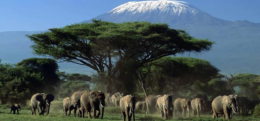 Private Safari Day-Tour in Amboseli National Park - Why Amboseli makes a strong one-day safari