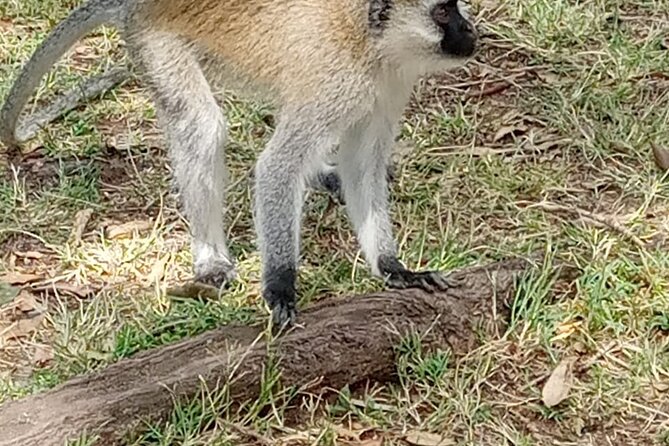 Private Tour of Tsavo East National Park from Mombasa - The loop area and swampy ground