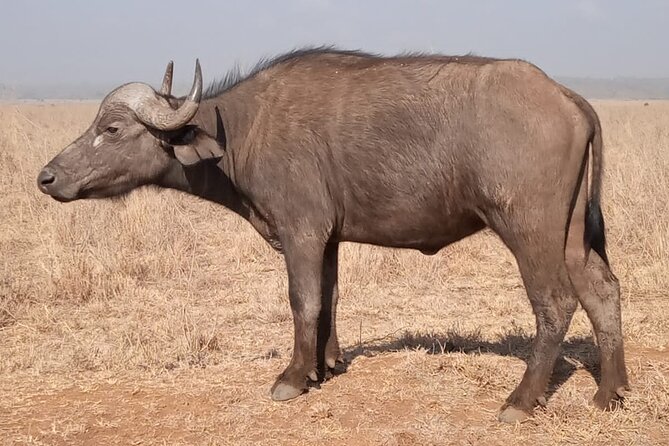 Private Tour of Tsavo East National Park from Mombasa - Finding elephants near the pipeline