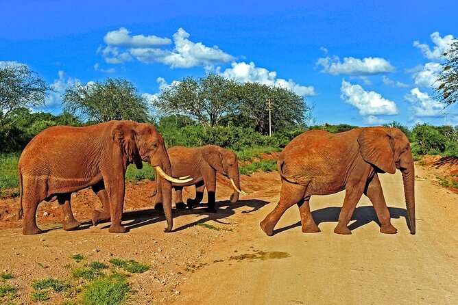 Private Tour of Tsavo East National Park from Mombasa - Lunch at Sentrim Tsavo