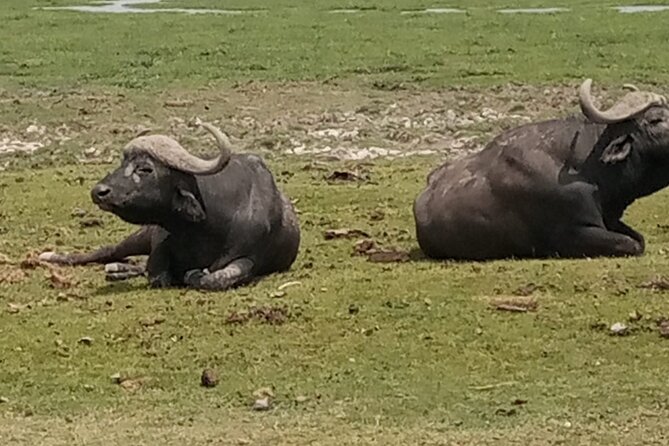 Private Tour of Tsavo East National Park from Mombasa - Is $260 per person fair value?