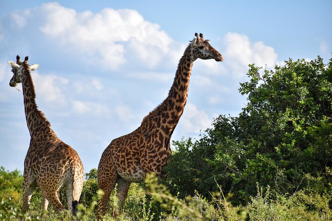 Private Tour Safari To Nairobi National Park - Nairobi National Park with skyscrapers behind the wildlife