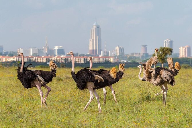 Private Tour Safari To Nairobi National Park - What an eight-hour private safari feels like