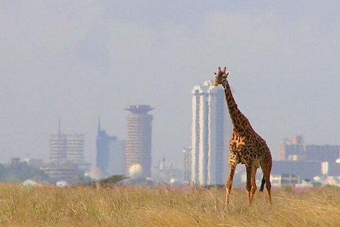 Private Tour Safari To Nairobi National Park - Is $196 per person good value?