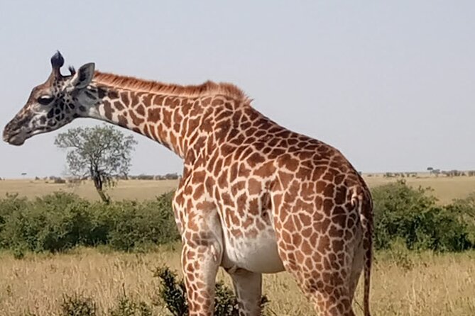 Private Tour Safari To Nairobi National Park - The city backdrop makes this safari different