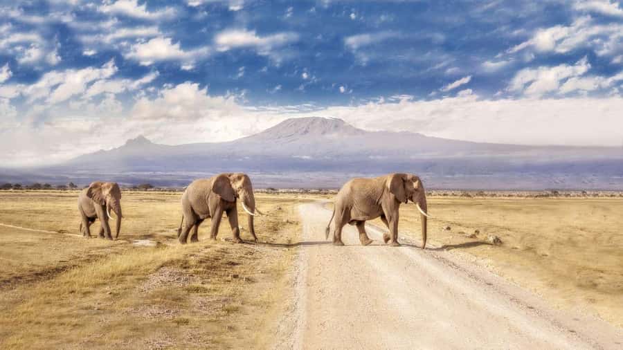 Private Tour to Amboseli National Park - The morning game drive in Amboseli