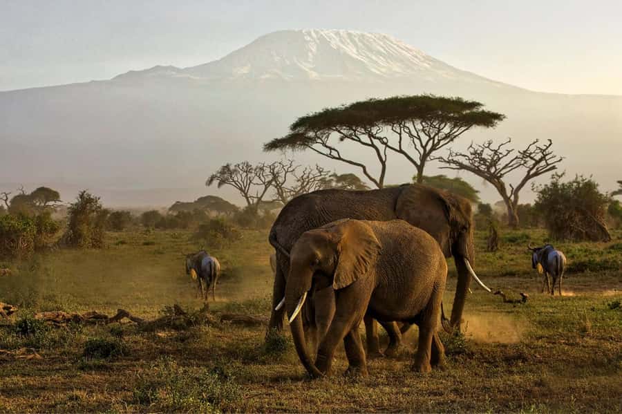 Private Tour to Amboseli National Park - The 5:00 a.m. pickup from Nairobi