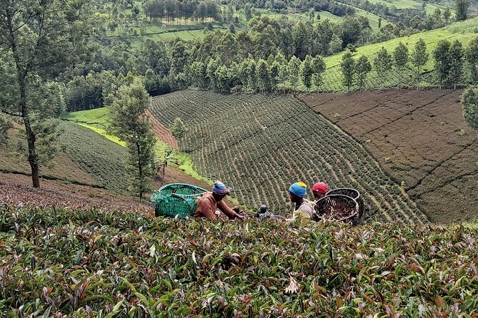 Purple Tea Farm Tour from Nairobi City - Specialty Tea Tasting - Traditional orthodox processing, from leaf to finished tea