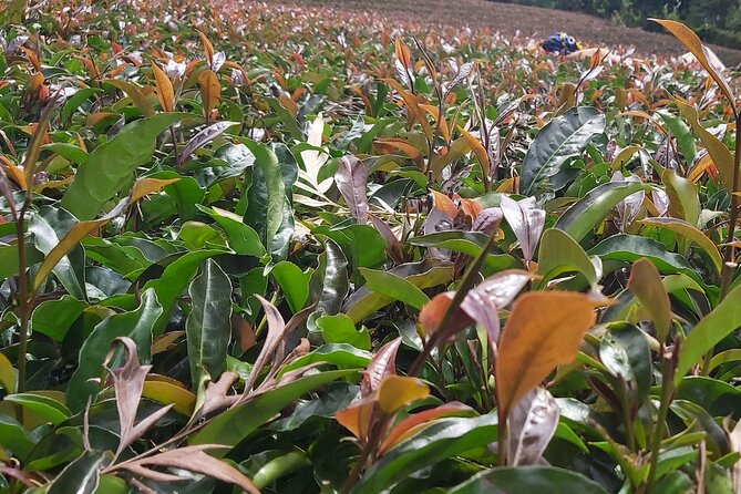 Purple Tea Farm Tour from Nairobi City - Specialty Tea Tasting - The Nairobi pickup and the long road to Gatanga