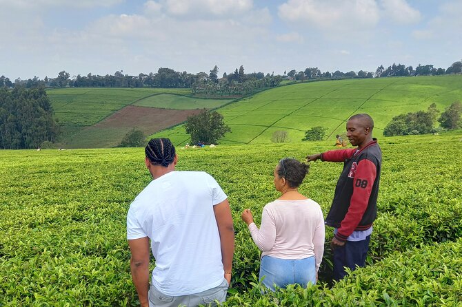 Riara tea farm tour with lunch and tea tasting from Nairobi - Key points at a glance