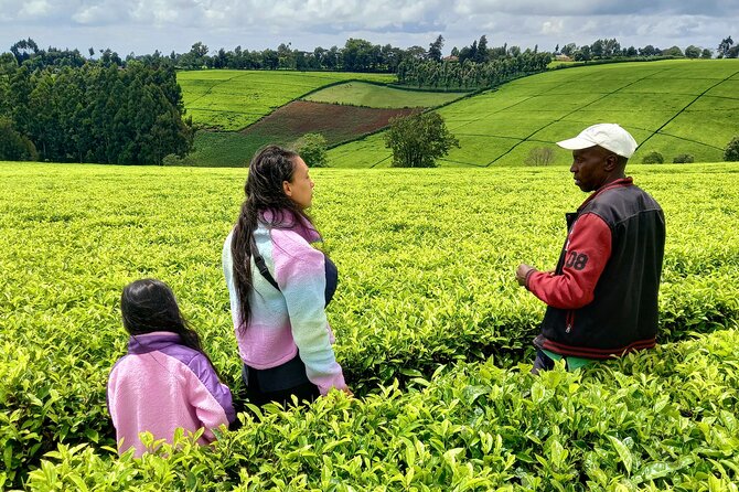 Riara tea farm tour with lunch and tea tasting from Nairobi - The Nairobi sights along the route