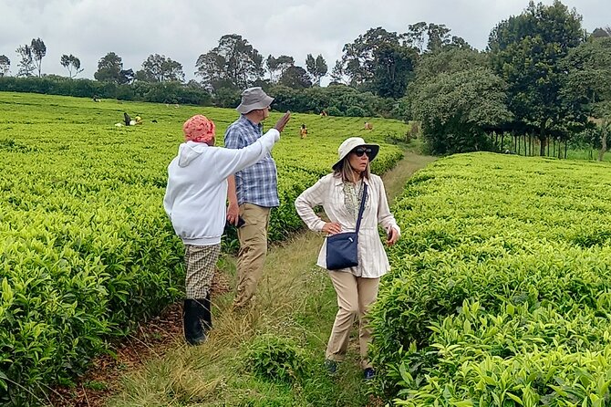 Riara tea farm tour with lunch and tea tasting from Nairobi - Who will get the most from Riara