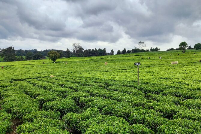 Riara tea farm tour with lunch and tea tasting from Nairobi - Practical booking advice before you go