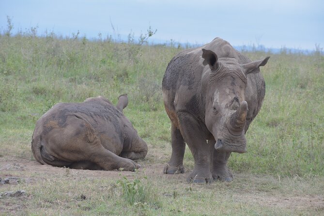 Safari In Nairobi Kenya National Park Half day Tour - A real safari close to Nairobi