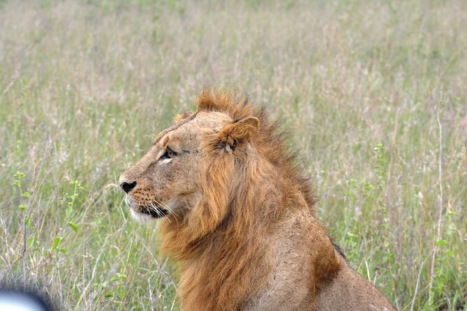 Safari In Nairobi Kenya National Park Half day Tour - Lions, rhinos, giraffes, and the big sightings