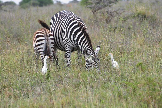 Safari In Nairobi Kenya National Park Half day Tour - Is $85 a fair price?