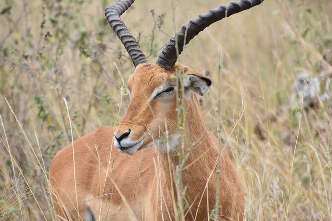 Safari In Nairobi Kenya National Park Half day Tour - Who should book this Nairobi safari?