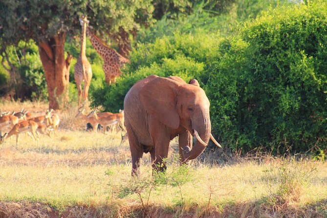 Safari in Tsavo and Amboseli for 5 Days and 4 Nights - Tsavo East: a first full day in the wild
