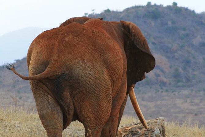 Safari in Tsavo and Amboseli for 5 Days and 4 Nights - The move to Amboseli takes about two hours