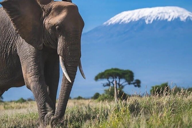 Safari in Tsavo and Amboseli for 5 Days and 4 Nights - From Nairobi to Voi and Tsavo East